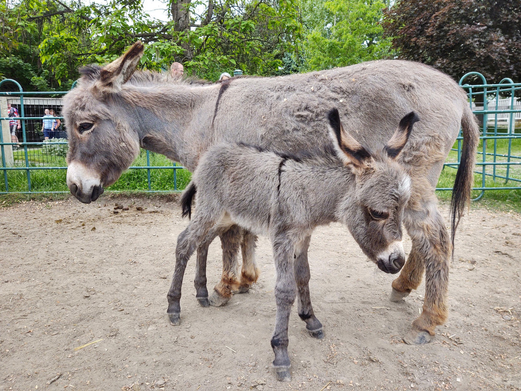 Newborn donkey at ZooMontana